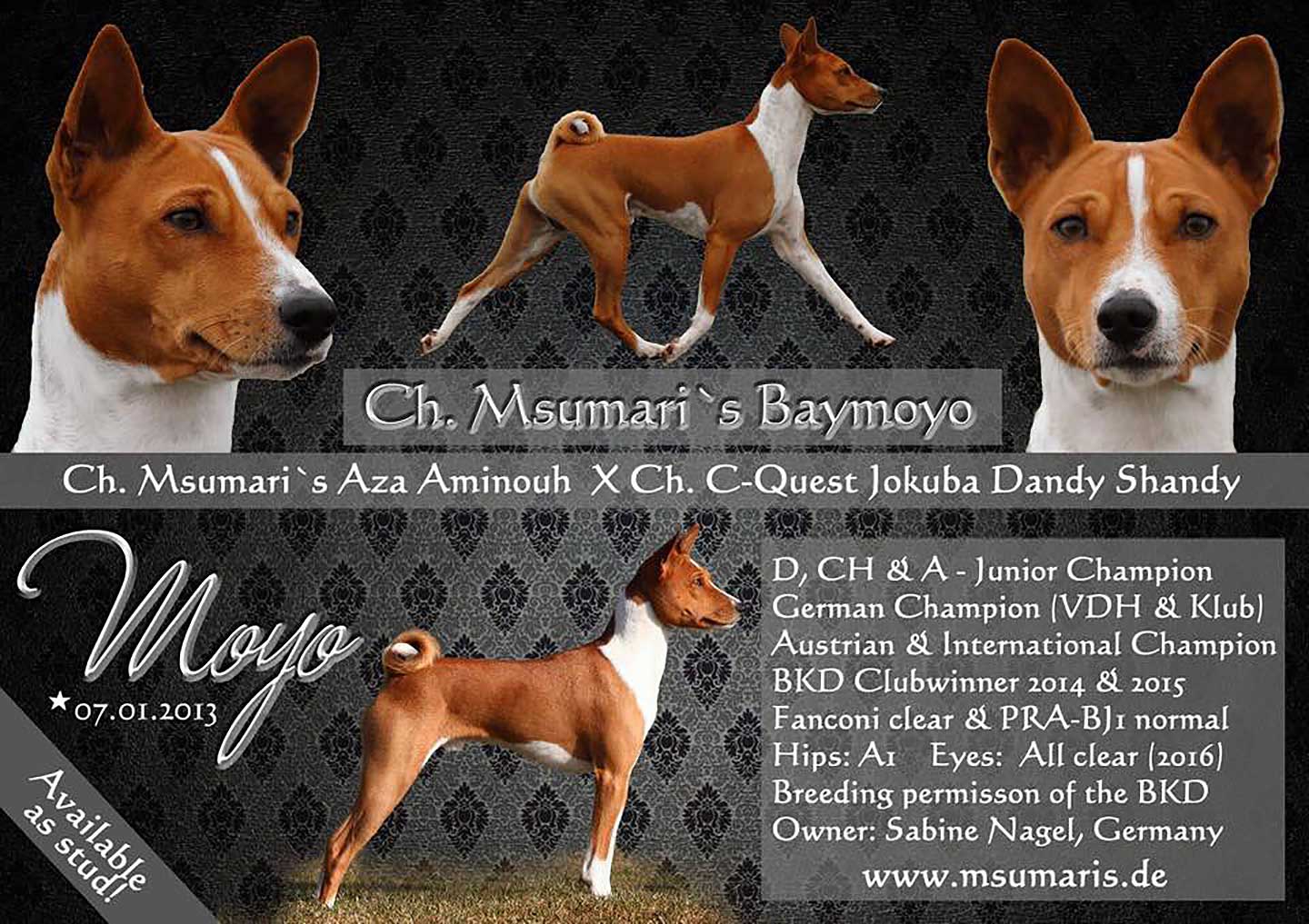 Ch Msumari`s Baymoyo (rw)